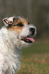 untrimmed Jack Russell Terrier