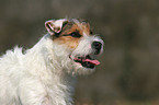 untrimmed Jack Russell Terrier