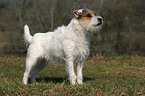 untrimmed Jack Russell Terrier