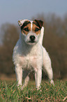 trimmed Jack Russell Terrier