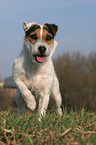 trimmed Jack Russell Terrier