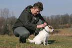 Jack Russell Terrier gets flea collar
