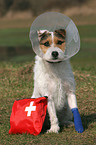 Jack Russell Terrier with first aid bag