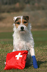 Jack Russell Terrier with first aid bag
