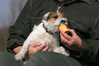 Jack Russell Terrier eats yoghurt