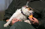 Jack Russell Terrier eats yoghurt