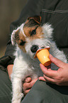 Jack Russell Terrier eats yoghurt