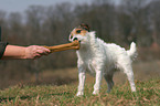 Jack Russell Terrier eats bone