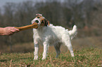 Jack Russell Terrier eats bone