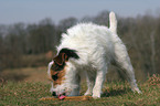 Jack Russell Terrier eats bone