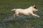 jumping Jack Russell Terrier