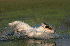 running Jack Russell Terrier