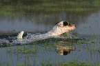 swimming Jack Russell Terrier