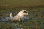 running Jack Russell Terrier