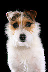 untrimmed Jack Russell Terrier portrait