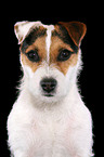 trimmed Jack Russell Terrier portrait