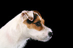 trimmed Jack Russell Terrier portrait