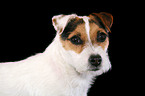 trimmed Jack Russell Terrier portrait