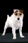 untrimmed standing Jack Russell Terrier