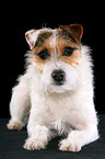 untrimmed lying Jack Russell Terrier