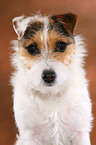 untrimmed Jack Russell Terrier portrait