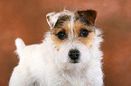 untrimmed Jack Russell Terrier portrait