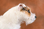 untrimmed Jack Russell Terrier portrait