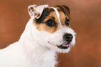 trimmed Jack Russell Terrier portrait