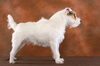untrimmed standing Jack Russell Terrier