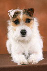untrimmed lying Jack Russell Terrier