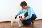 woman brushes Jack Russell Terrier