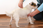 brushing a Jack Russell Terrier