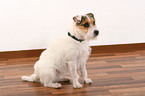 Jack Russell Terrier with flea collar