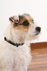 Jack Russell Terrier with flea collar