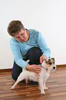 Jack Russell Terrier gets flea collar