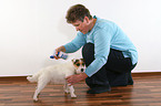 Jack Russell Terrier gets spray against fleas