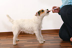 deworming a Jack Russell Terrier