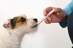 deworming a Jack Russell Terrier