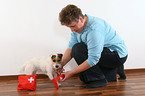 Jack Russell Terrier gets bandage