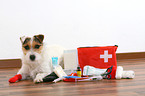 ill Jack Russell Terrier with first aid bag
