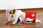 ill Jack Russell Terrier with first aid bag