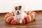 ill Jack Russell Terrier