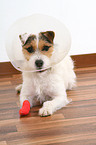 ill Jack Russell Terrier