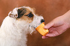 Jack Russell Terrier eats yoghurt