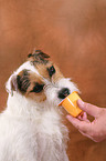 Jack Russell Terrier eats yoghurt