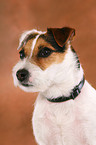 Jack Russell Terrier with flea collar