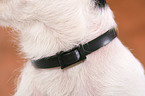 Jack Russell Terrier with flea collar