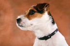 Jack Russell Terrier with flea collar