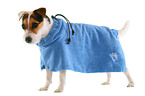 Jack Russell Terrier with bathrobe