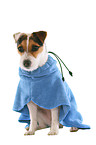Jack Russell Terrier with bathrobe